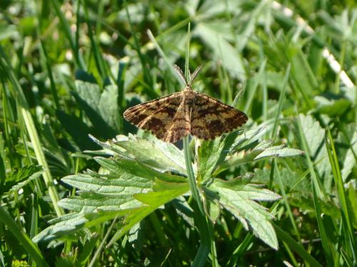 Réf. 356 866 : Ematurga atomaria